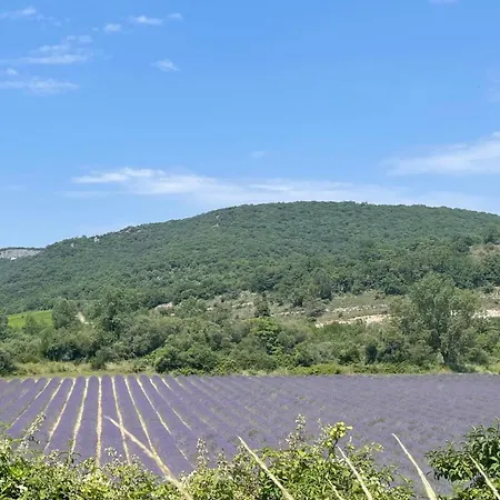 Le Domaine Du Viticulteur - Les Vignes *