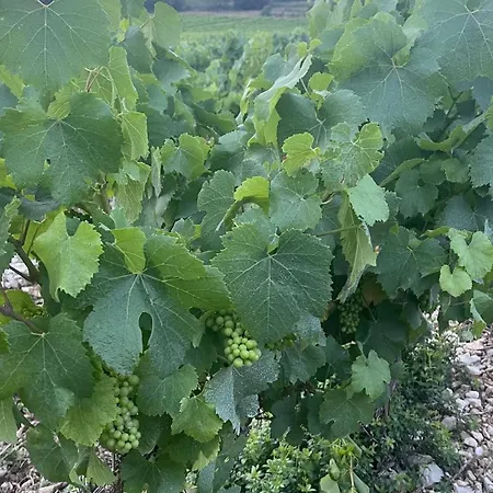 Le Domaine Du Viticulteur - Les Vignes * Saint-Maurice-d'Ibie